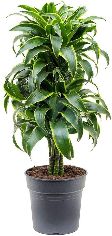 Изображение товара Искусственное растение Драцена Дорадо 140 см зеленая декоративная зелень