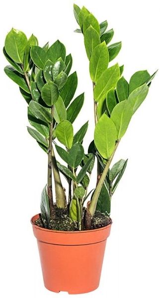 Изображение товара Растение Замиокулькас Микс D12 H50 декоративное зеленое