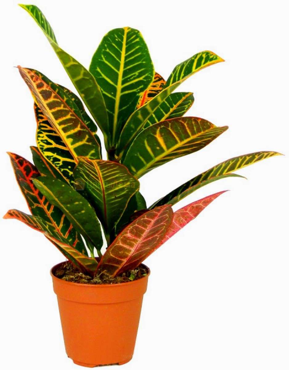 Изображение товара Растение Кодиеум Варигатум Петра D12 H35 для интерьера офисов и дома
