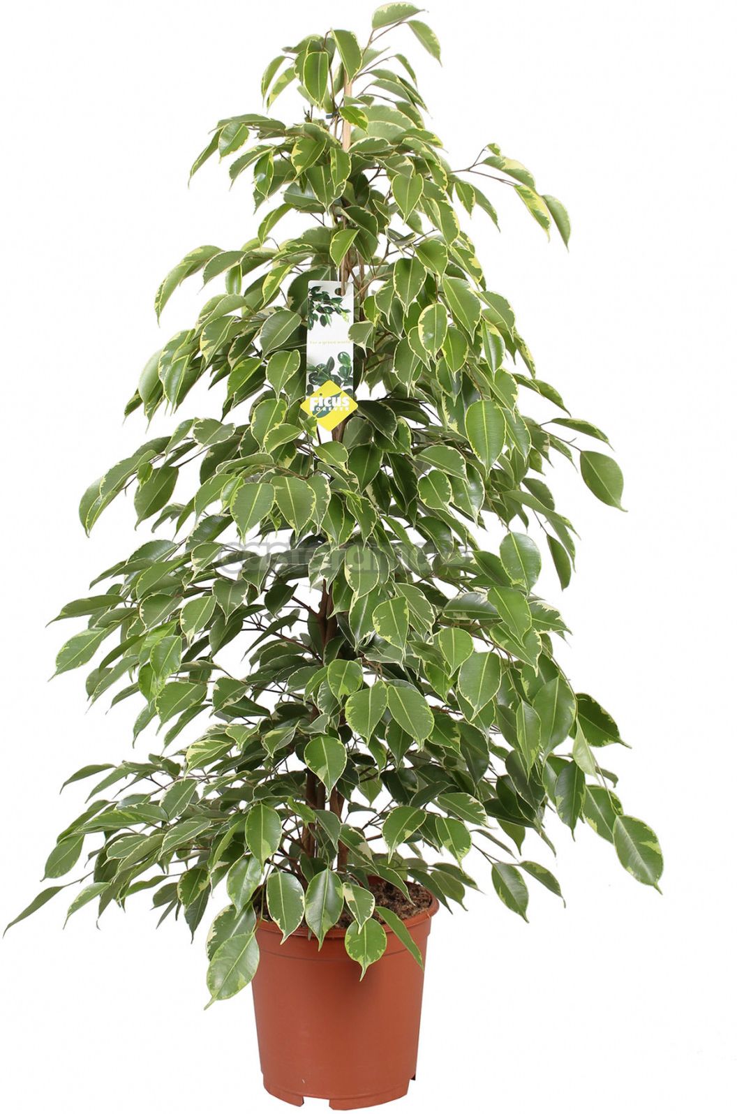 РастениеФикусБенджаминаГолдКингD17H80