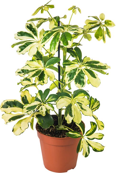 Изображение товара Растение Шефлера Герда D13 H50 - декоративное комнатное растение