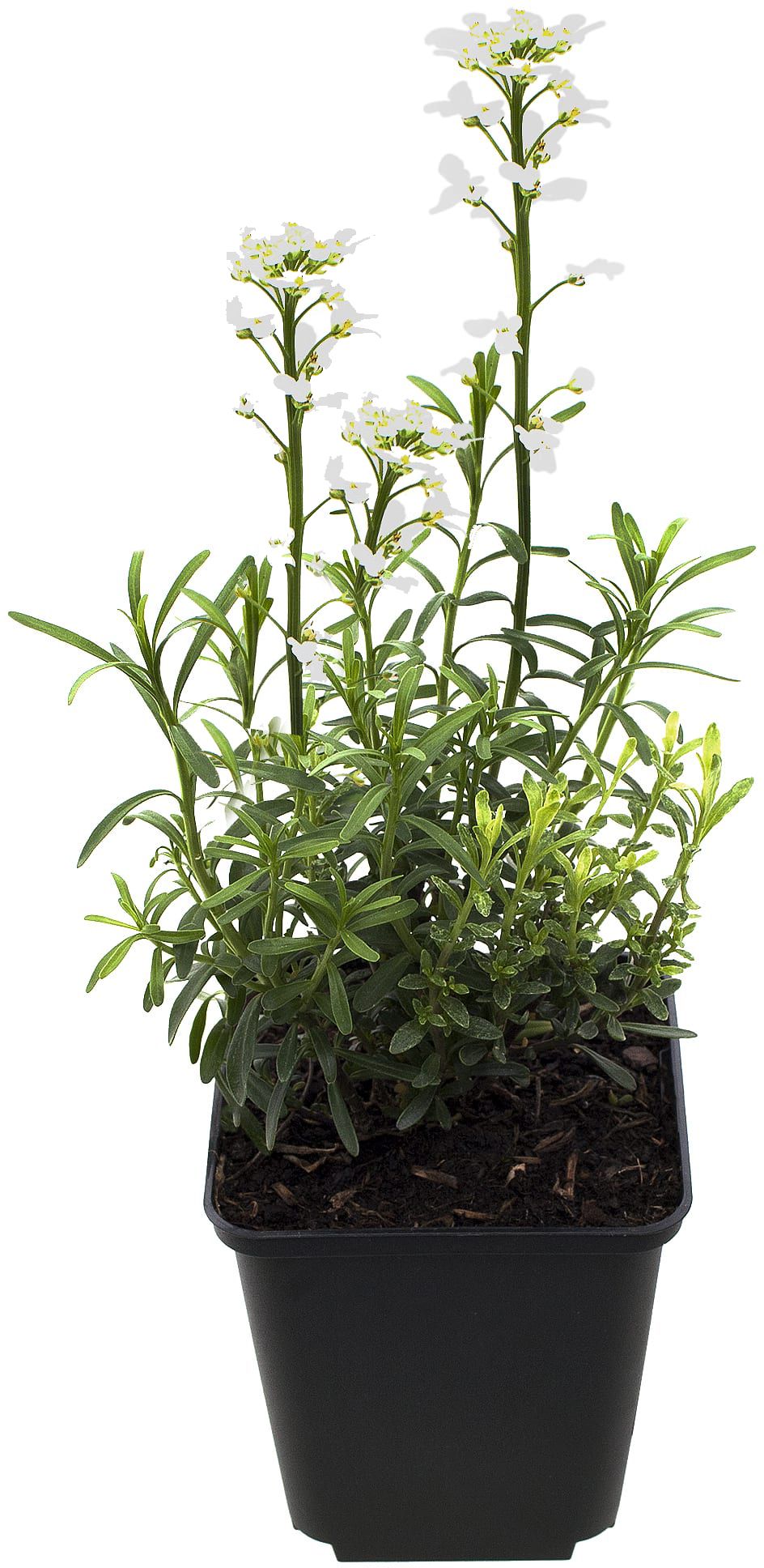 Изображение товара Растение Иберис Р9 Н15 - декоративное и медоносное, от 30 см, цветение с июня