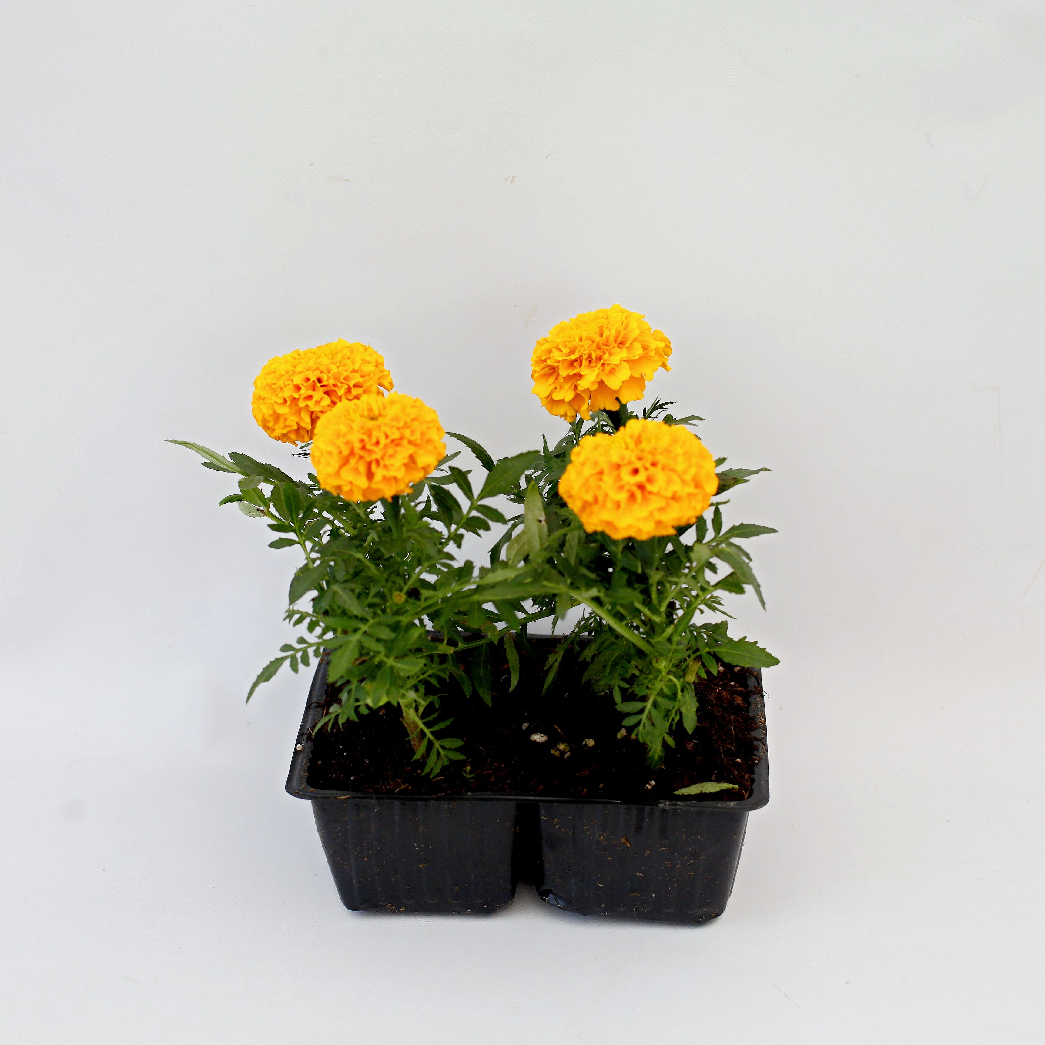 Изображение товара Рассада тагетес крупноцв микс 4 шт/уп для яркого украшения сада и балкона