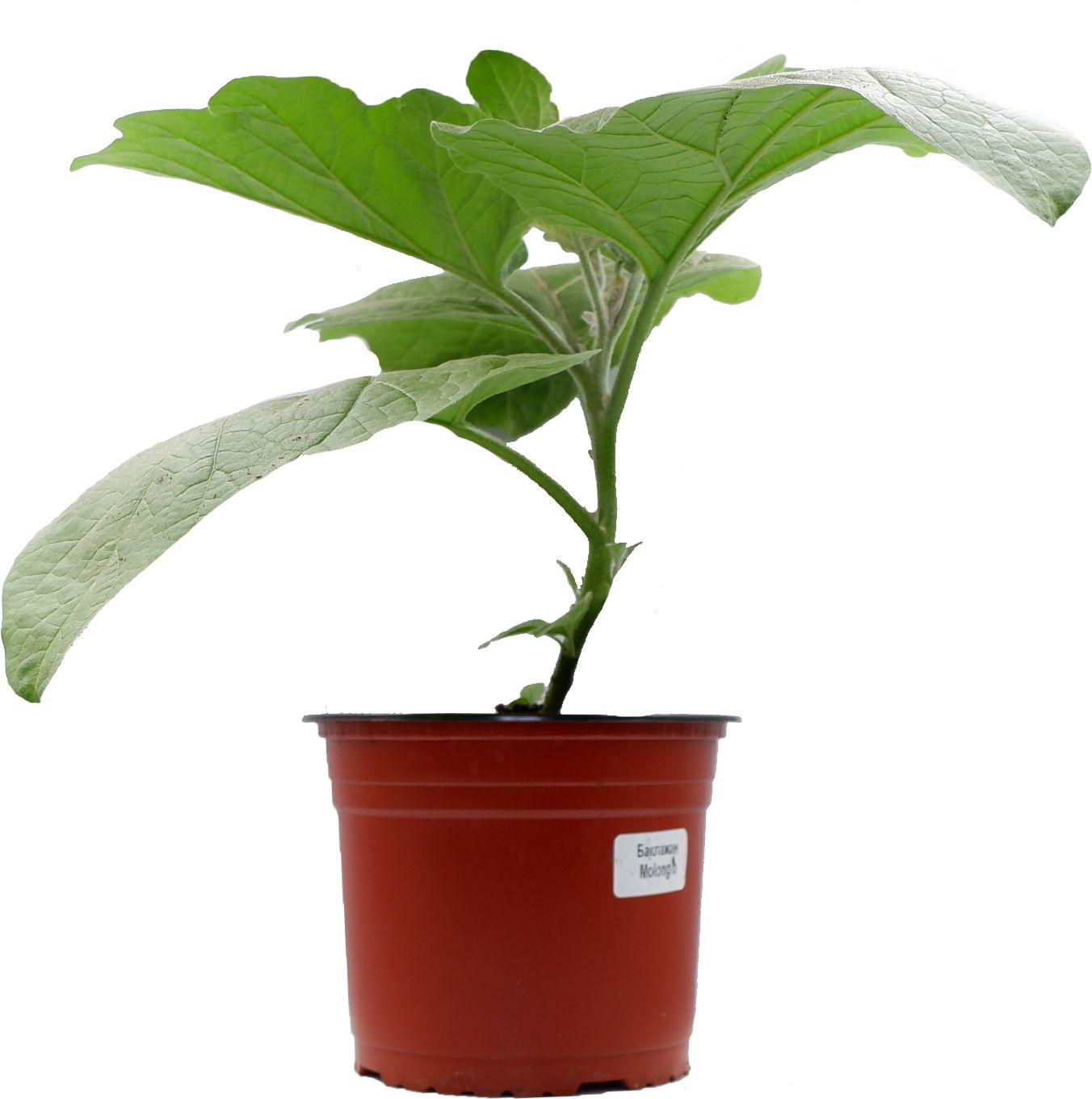 Изображение товара Растение баклажан балконная серия D18 H30 для выращивания на балконе