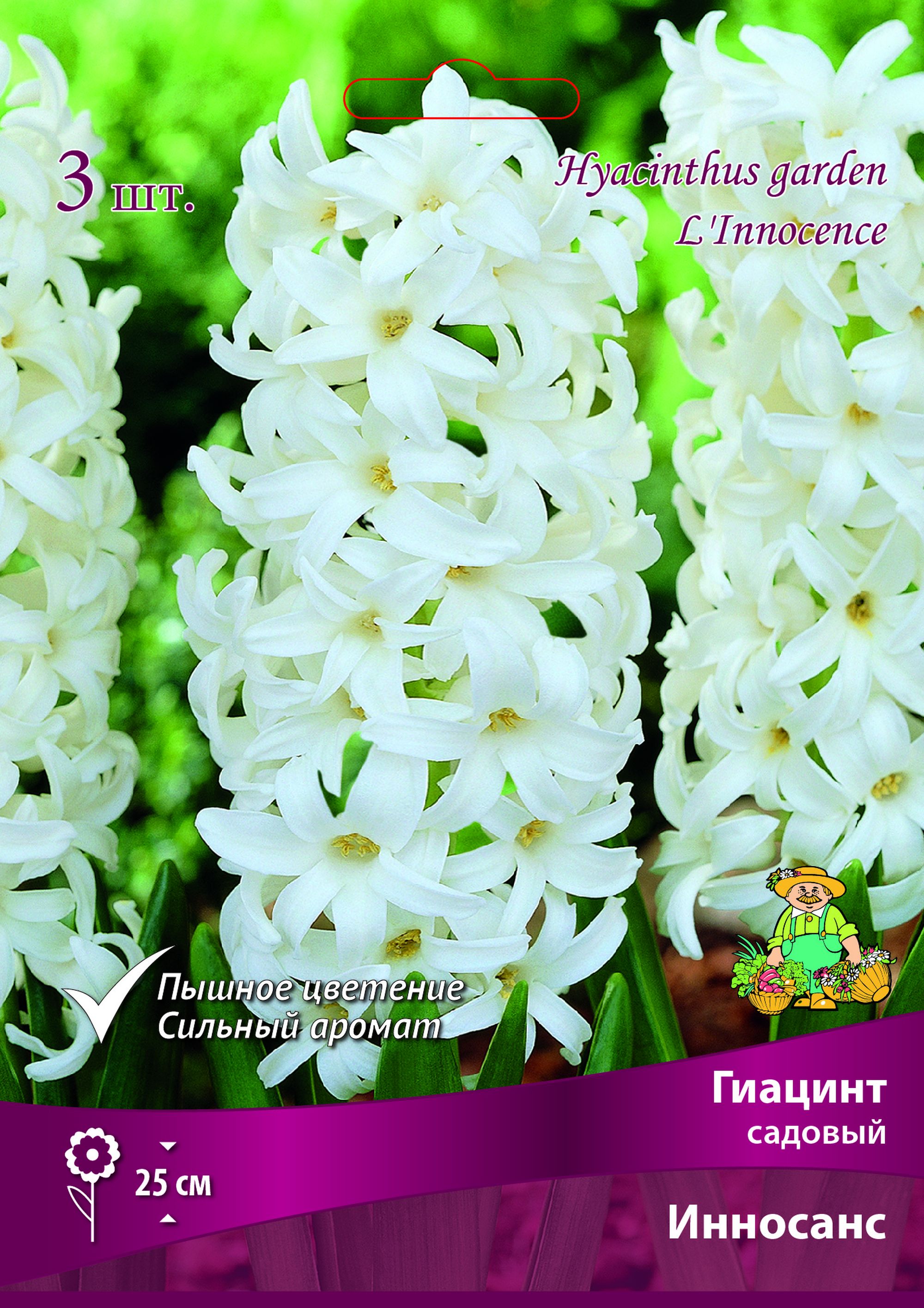 Изображение товара Гиацинт САДОВЫЙ ИННОСАНС 3 шт - луковицы для вашего сада