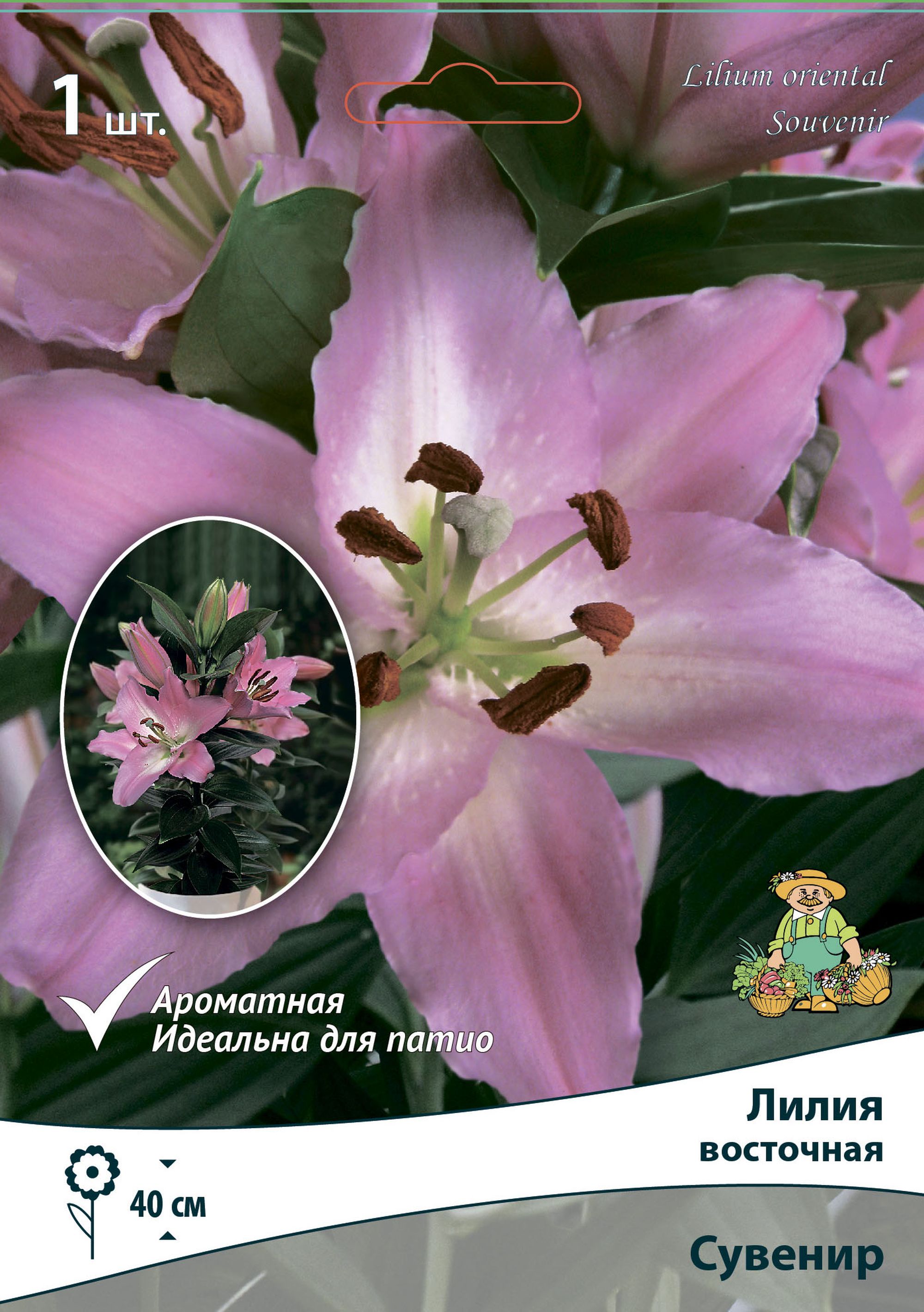 Изображение товара Лилия ВОСТОЧНАЯ СУВЕНИР 1 шт