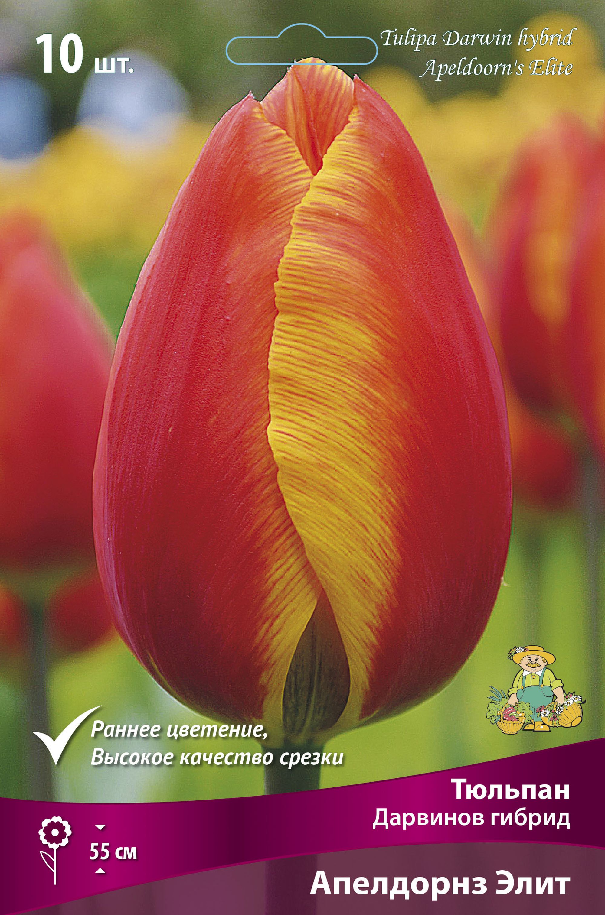 Изображение товара Тюльпан ДАРВИНОВ ГИБРИД АПЕЛДОРНЗ ЭЛИТ 10 шт
