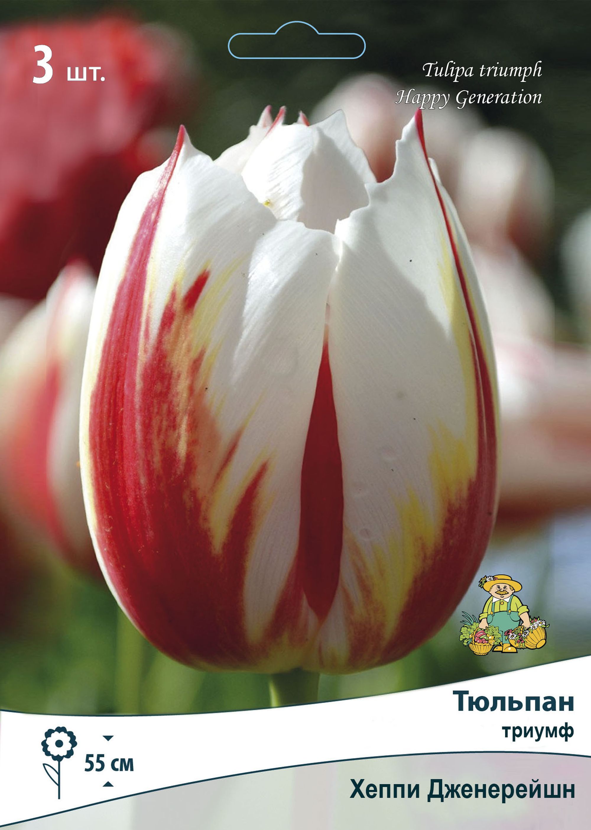 Изображение товара Тюльпан ТРИУМФ ХЕППИ ДЖЕНЕРЕЙШН - 3 луковицы