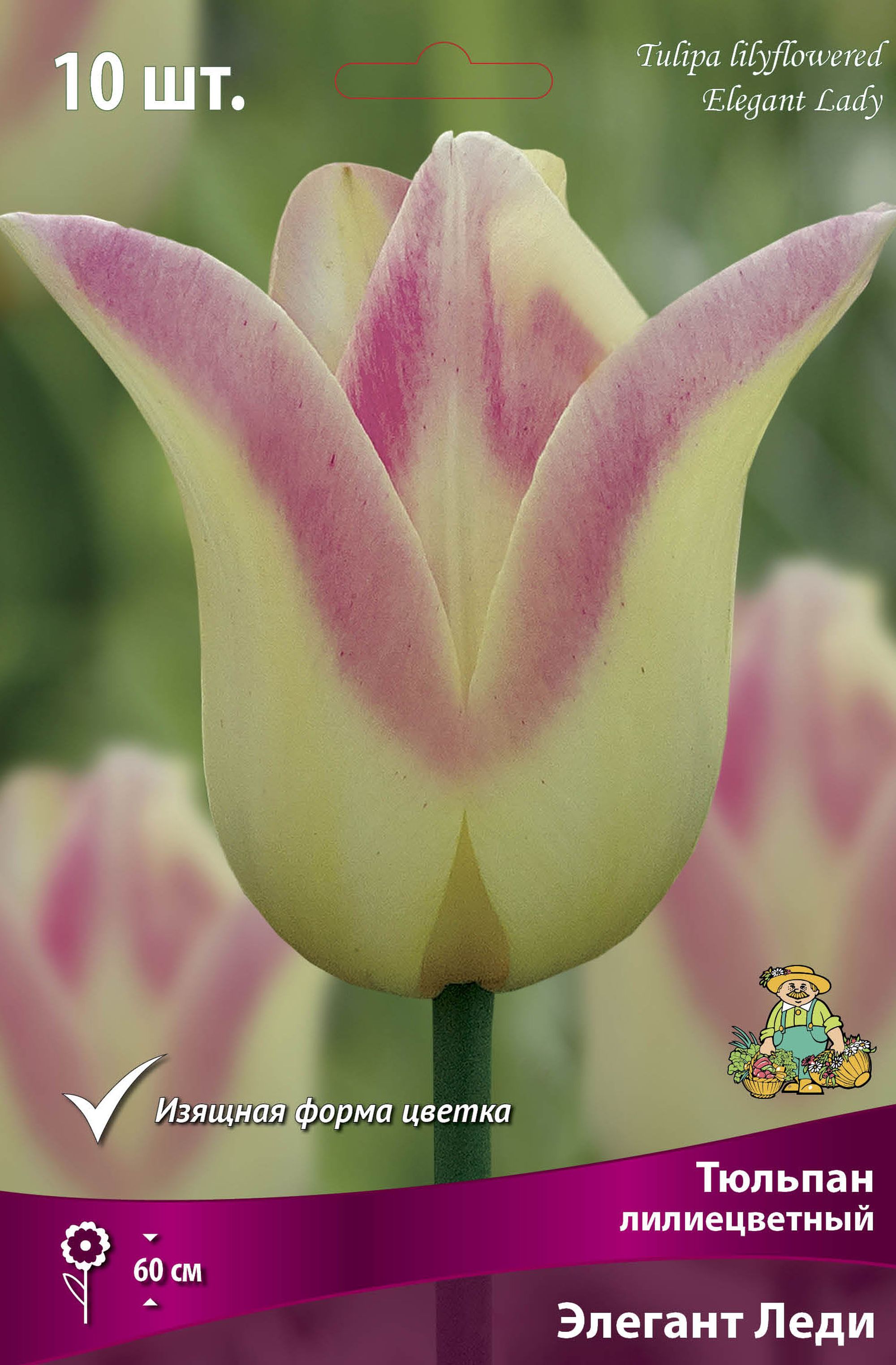 Изображение товара Тюльпан ЛИЛИЕЦВЕТНЫЙ ЭЛЕГАНТ ЛЕДИ 10 шт - яркие весенние луковицы для сада и дома