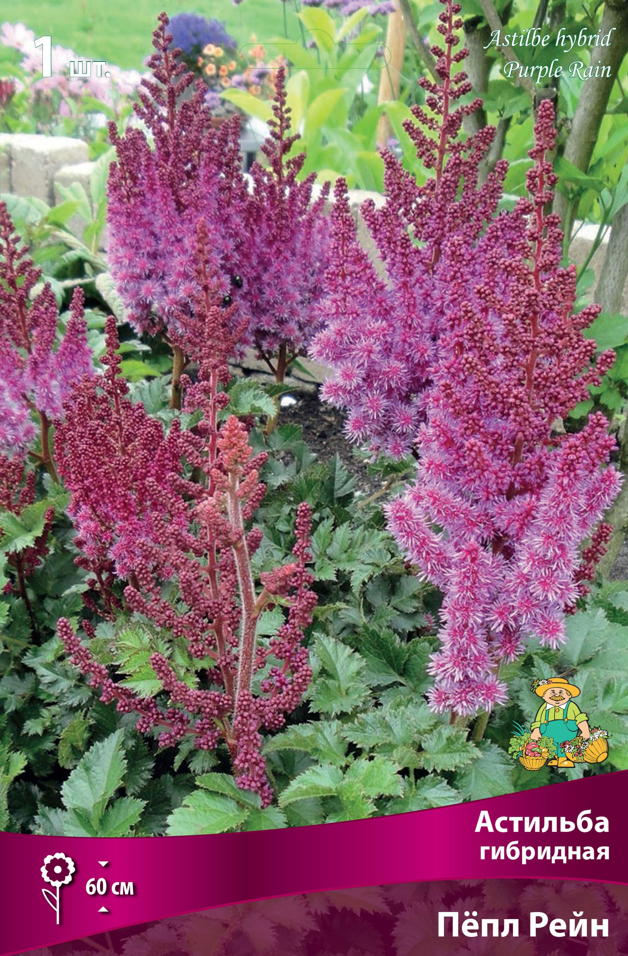 Изображение товара Астильба гибридная ПЁПЛ РЕЙН 1 шт - декоративное растение для сада