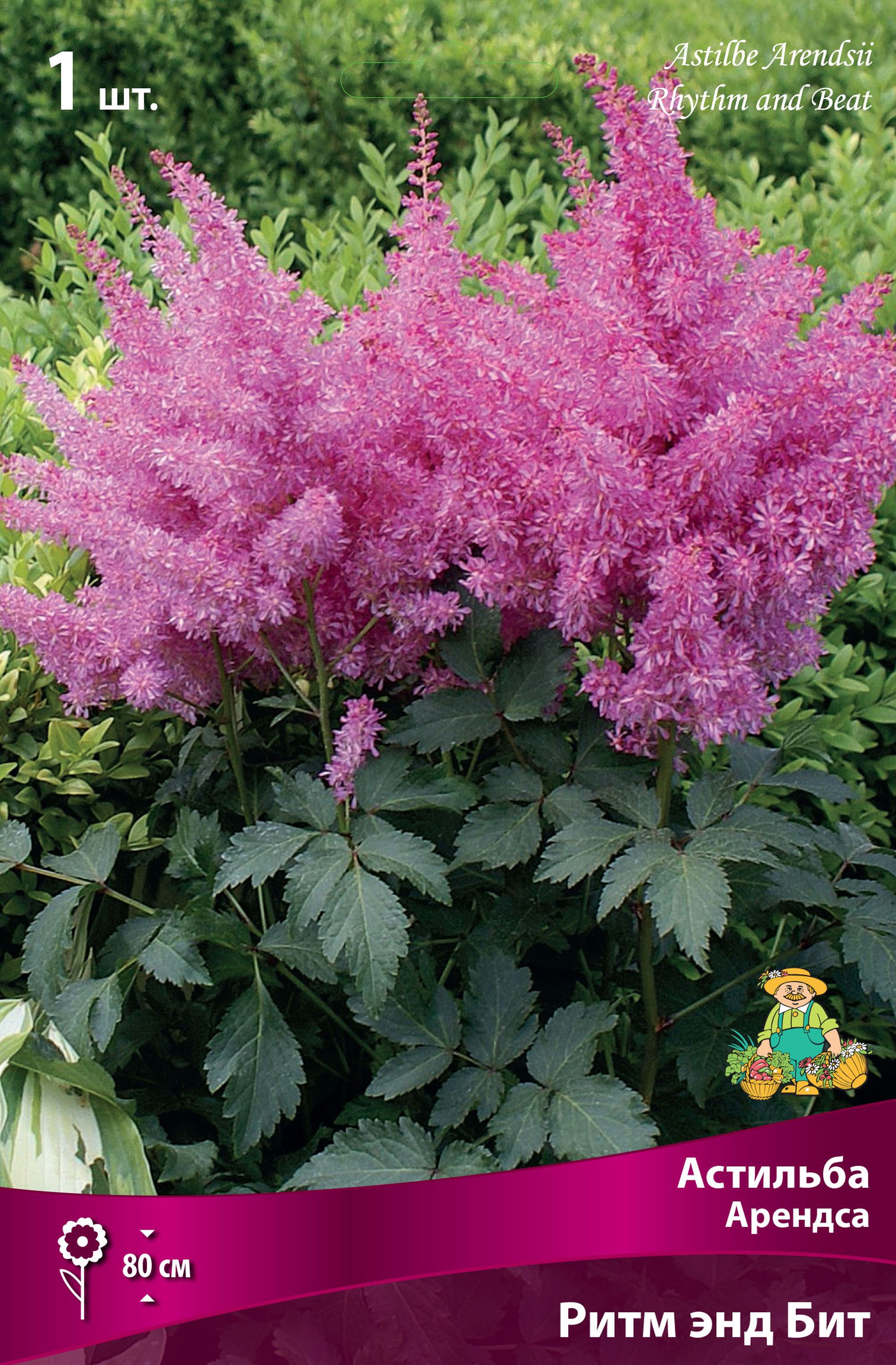 Изображение товара Луковицы астильбы АРЕНДСА РИТМ ЭНД БИТ для садов и клумб