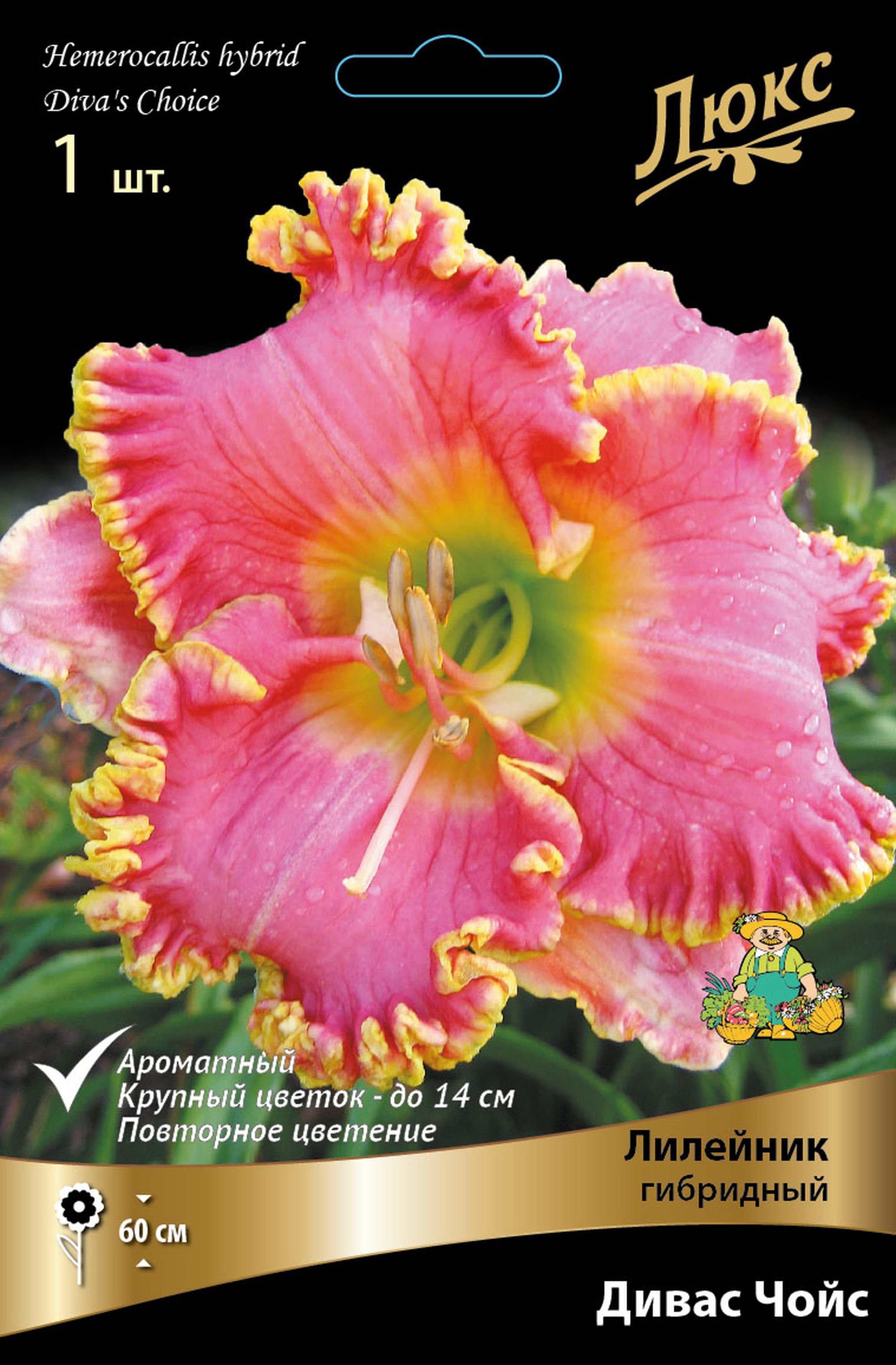 Изображение товара Гибридный лилейник Дивас Чойс 1 шт - яркий цветочный акцент сада