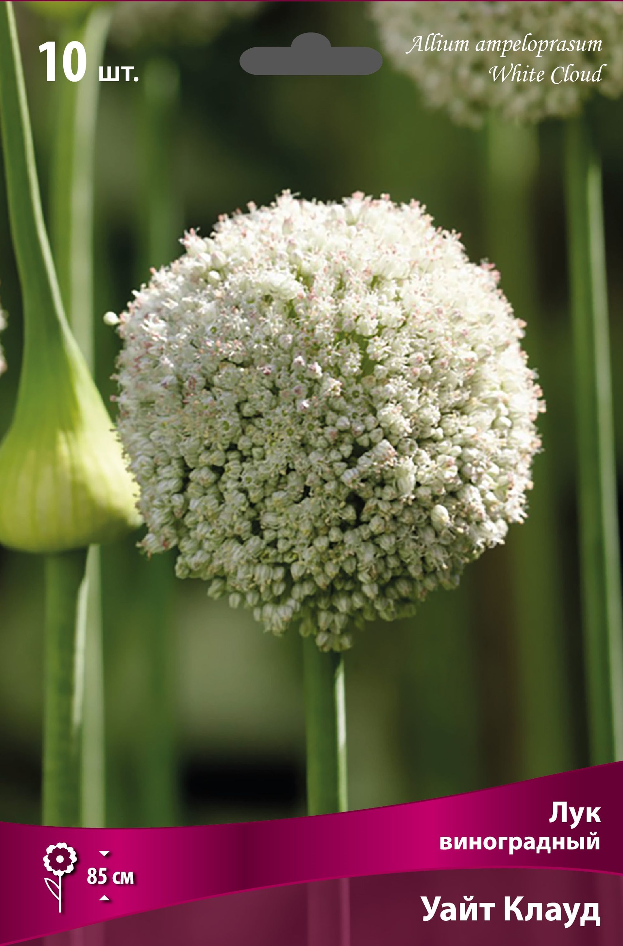 Лук декоративный виноградный Уайт Клауд - купить луковицы в интернет-магазине Ла