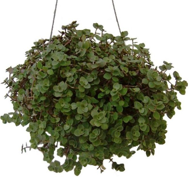 Изображение товара Растение каллизия в кашпо микс - декоративное растение для интерьера и сада