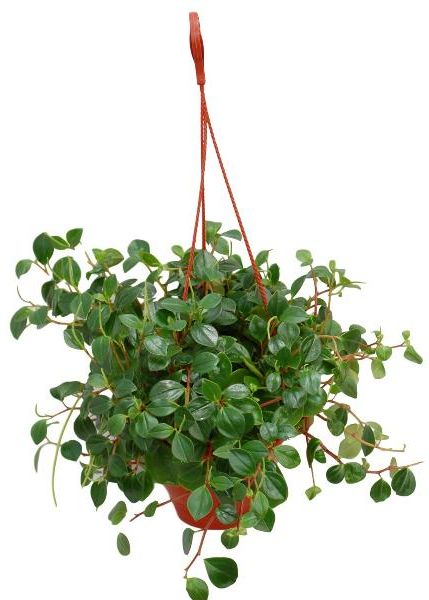 Изображение товара Пеперомия мелколист в кашпо — декоративное комнатное растение Зеленый цвет