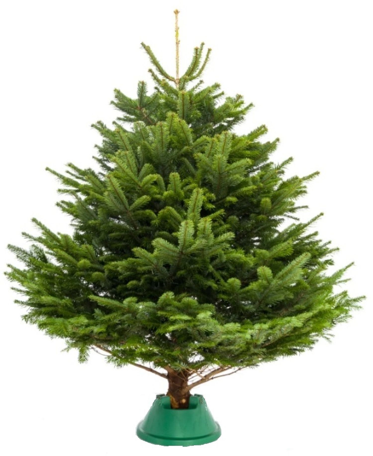 5 метра. живая ель наряженная. живая новогодняя елка отзывы. скандинавская ель живая. пихта фразера.