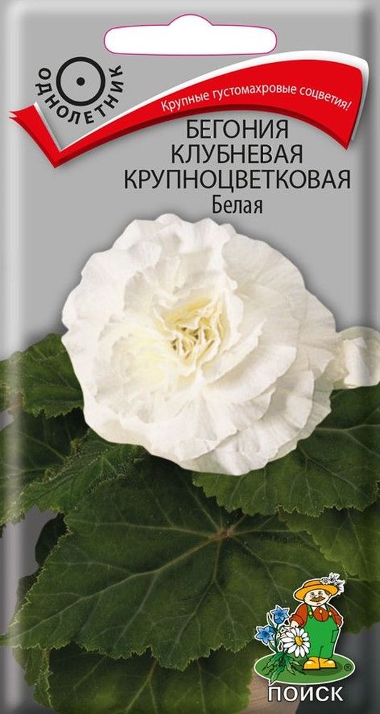 Изображение товара Семена бегония крупноцветковая  белая