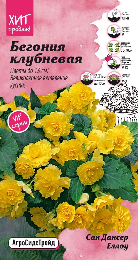 Изображение товара Семена Бегония клубневая Сан дансер Еллоу 5 шт АСТ 