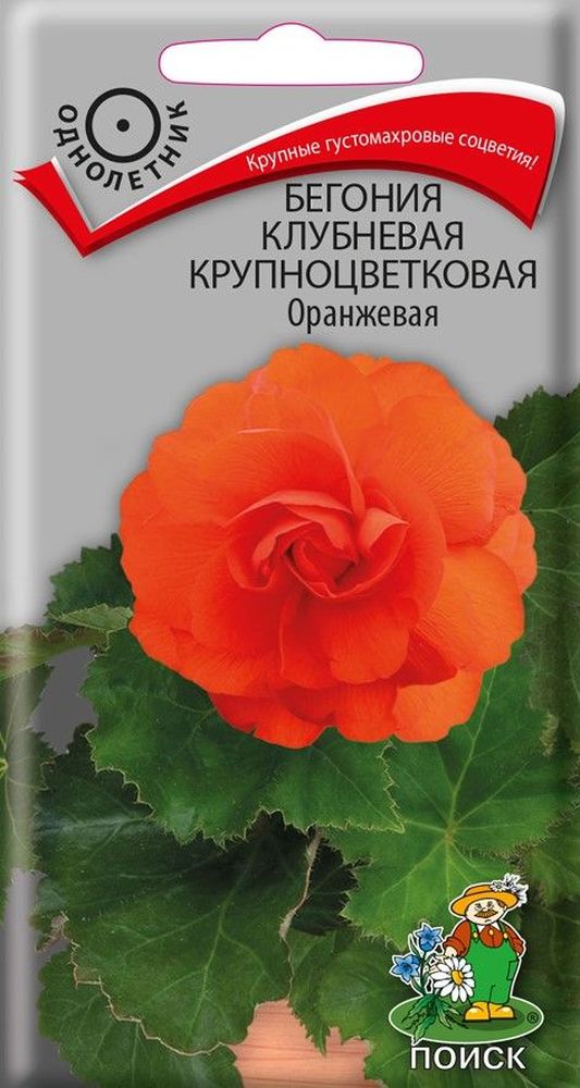 Изображение товара Семена бегония крупноцветковая оранжевая