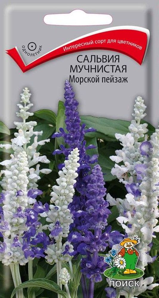 Изображение товара Семена сальвия морской пейзаж