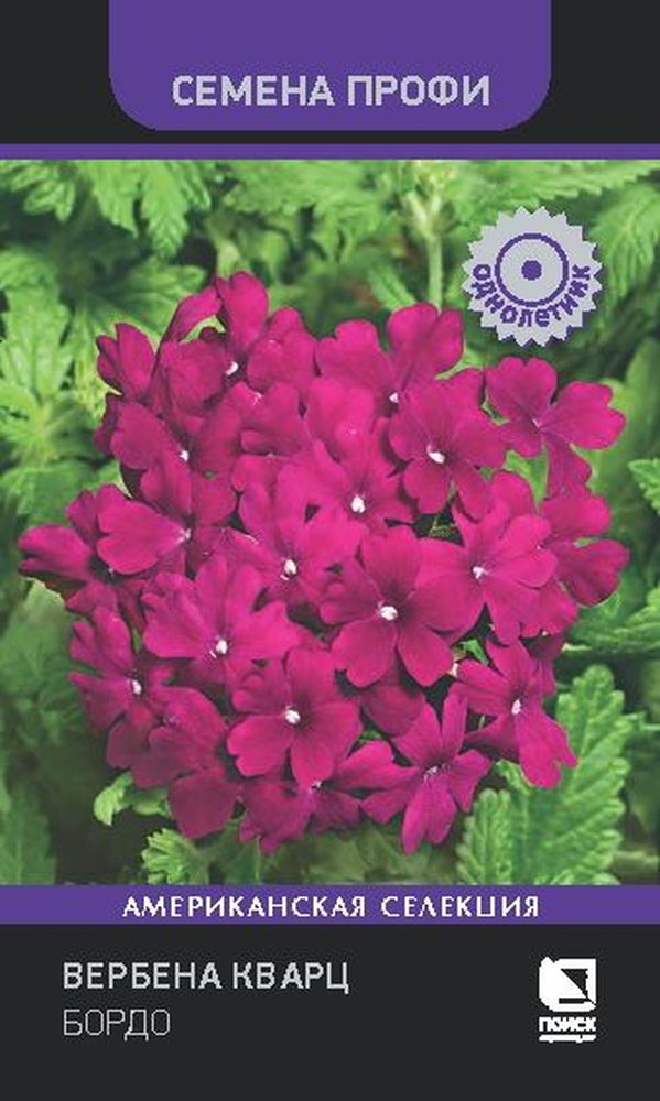 Изображение товара Семена вербена кварц бордо высокое качество для яркого цветения