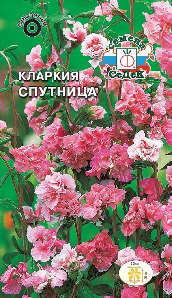 Изображение товара Цветок Кларкия Спутница