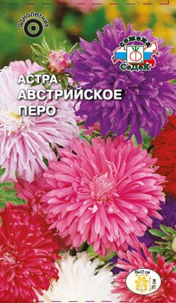 Изображение товара Цветок Астра Австрийское перо