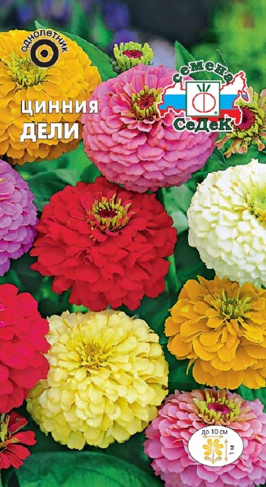 Изображение товара Цветок Цинния Дели