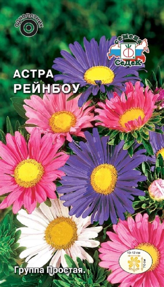 Изображение товара Цветок Астра Рейнбоу