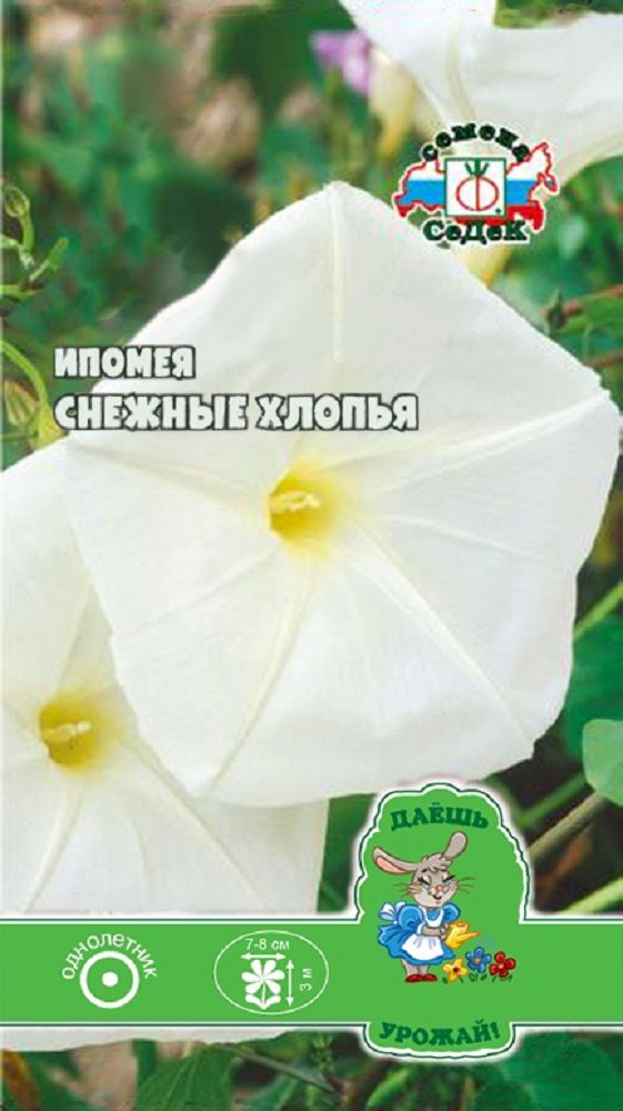 Изображение товара Цветок Ипомея Снежные хлопья