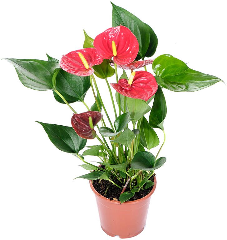 Изображение товара Растение антуриум