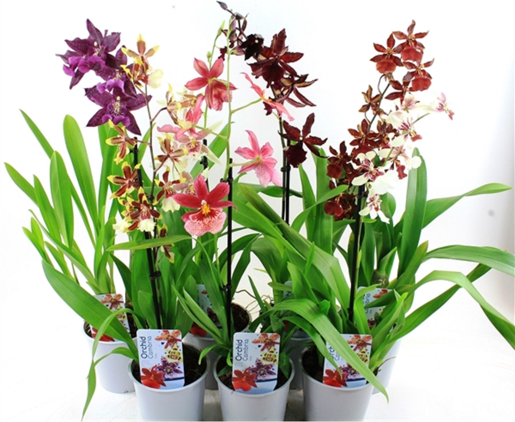 Изображение товара Растение Камбрия микс 1 ствольный D12 H45 - декоративное орхидея для дома и сада