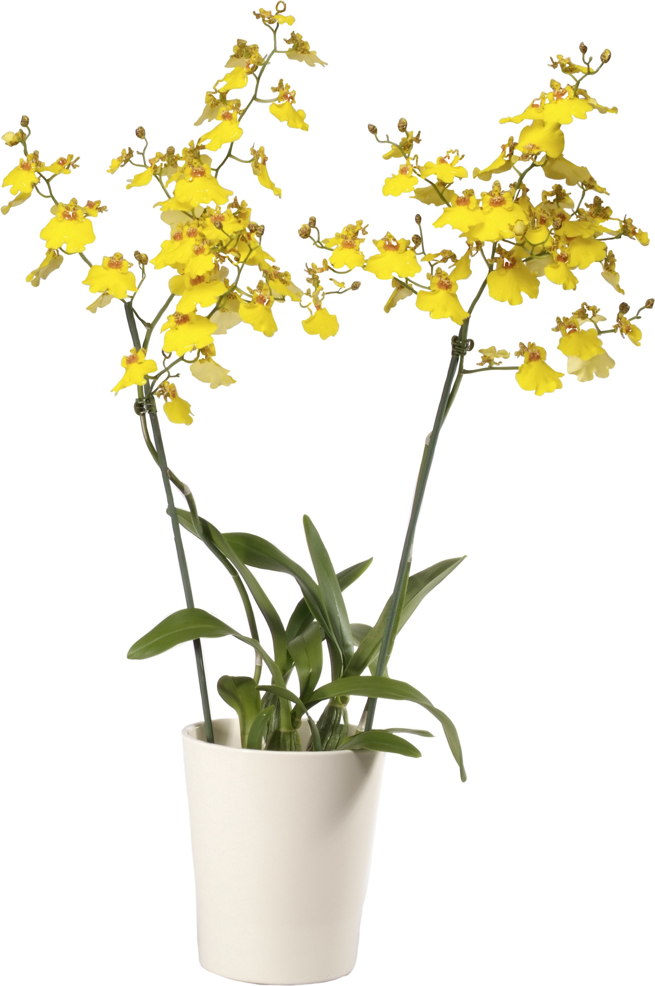 Изображение товара Растение Онцидиум свит шугар D12 H50 - яркий декор для дома