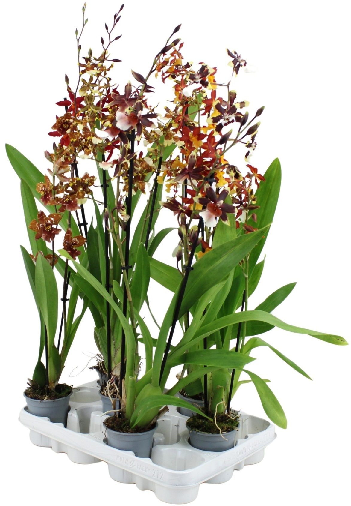 Изображение товара Растение Орхидея одонтоглоссум D12 H65 для дома и оранжереи