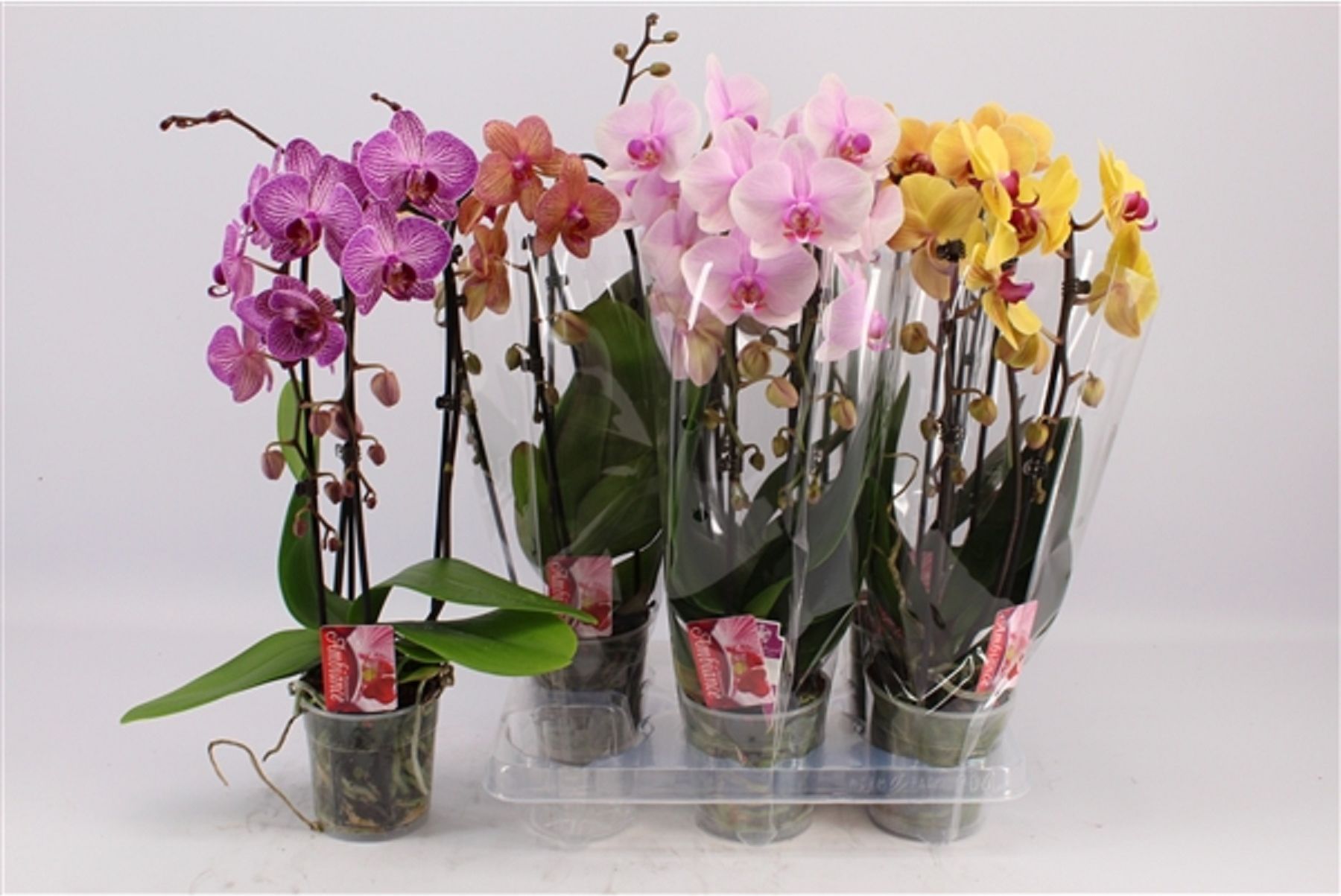 Изображение товара Растение Фаленопсис 2ст. микс каскад D12 H40 декоративное