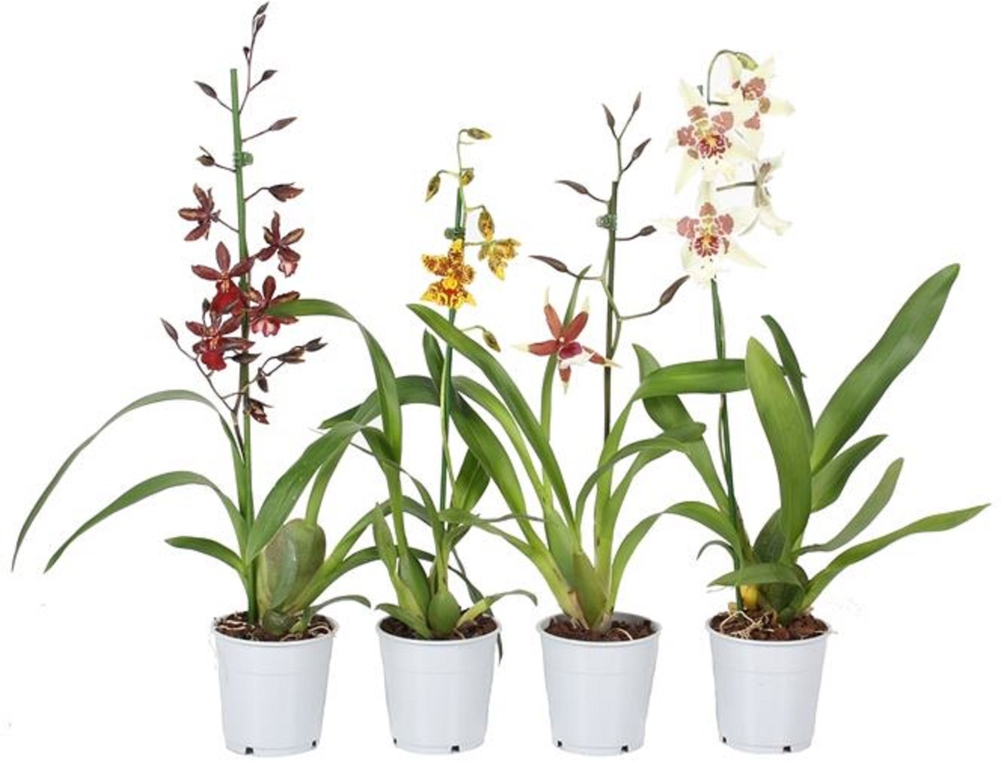Изображение товара Растение Орхидный микс парфюм D12 H50 декоративное растение