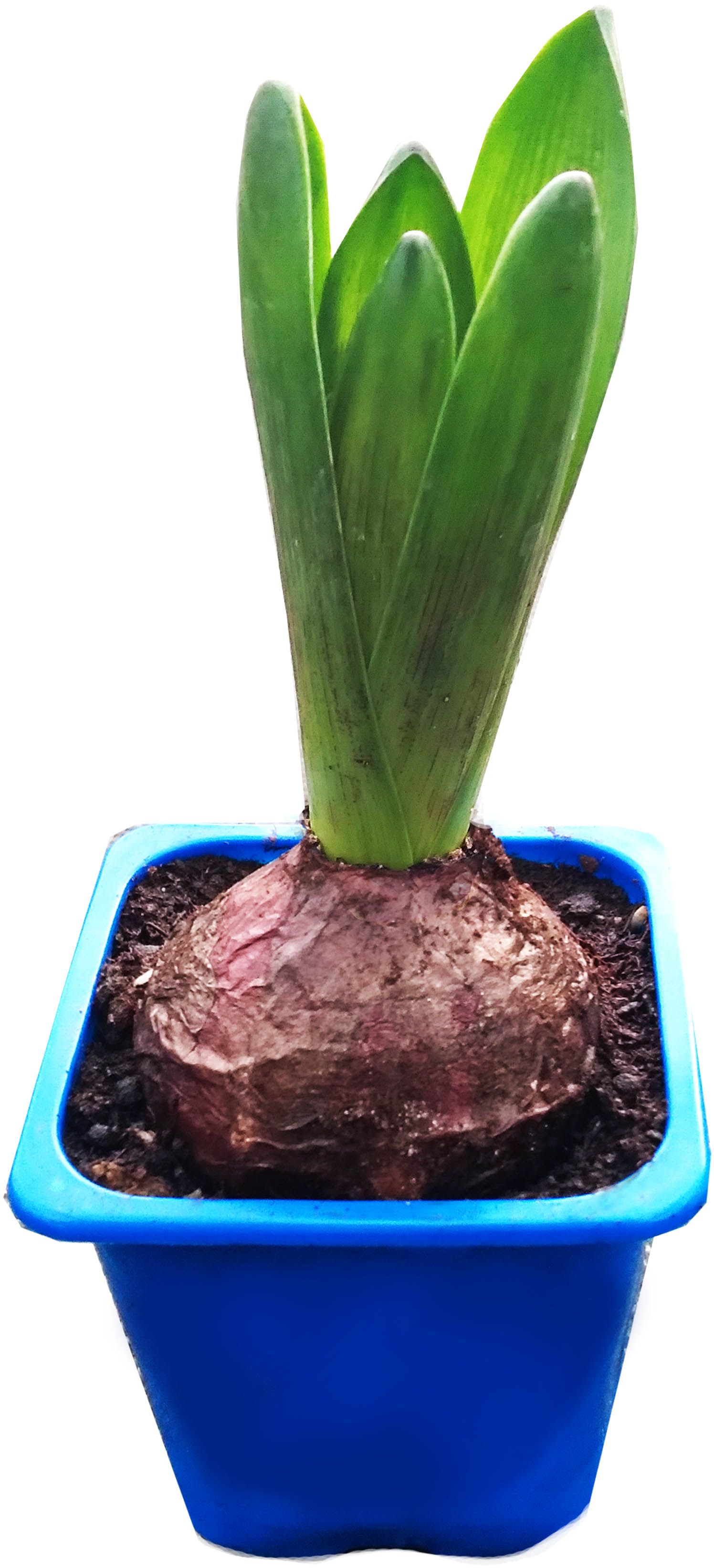 Изображение товара Гиацинт 1 луковица P7 H15 - яркое декоративное растение для домашних и садовых условий