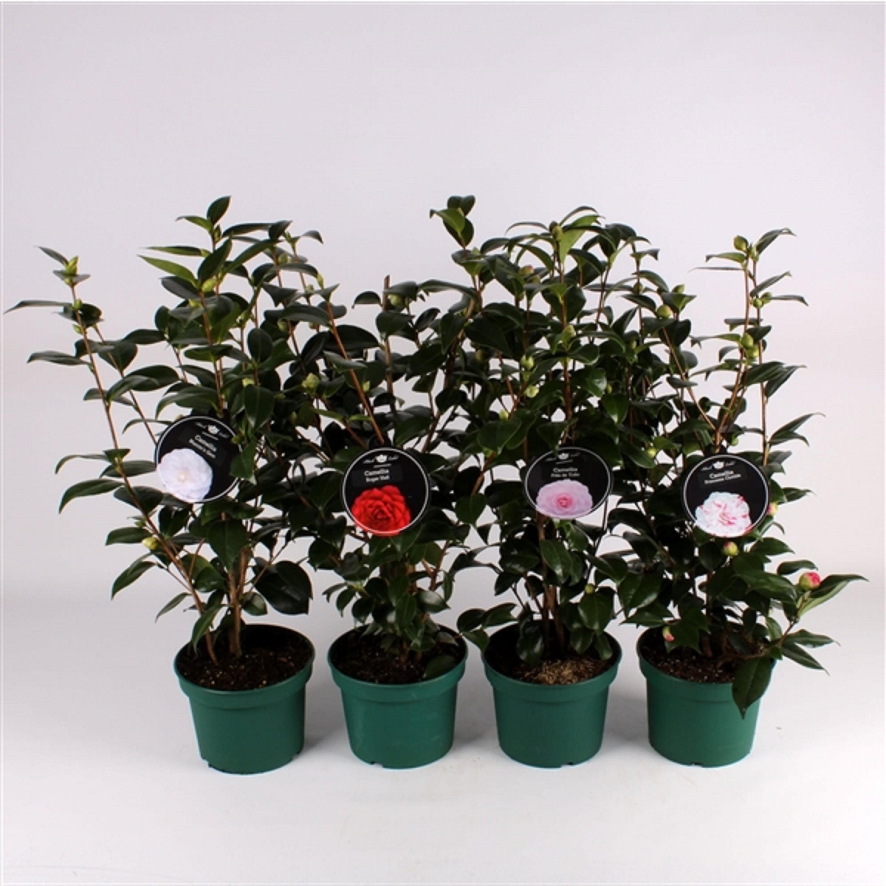 Изображение товара Растение Камелия Японская D17 H50 декоративное цветущее растение