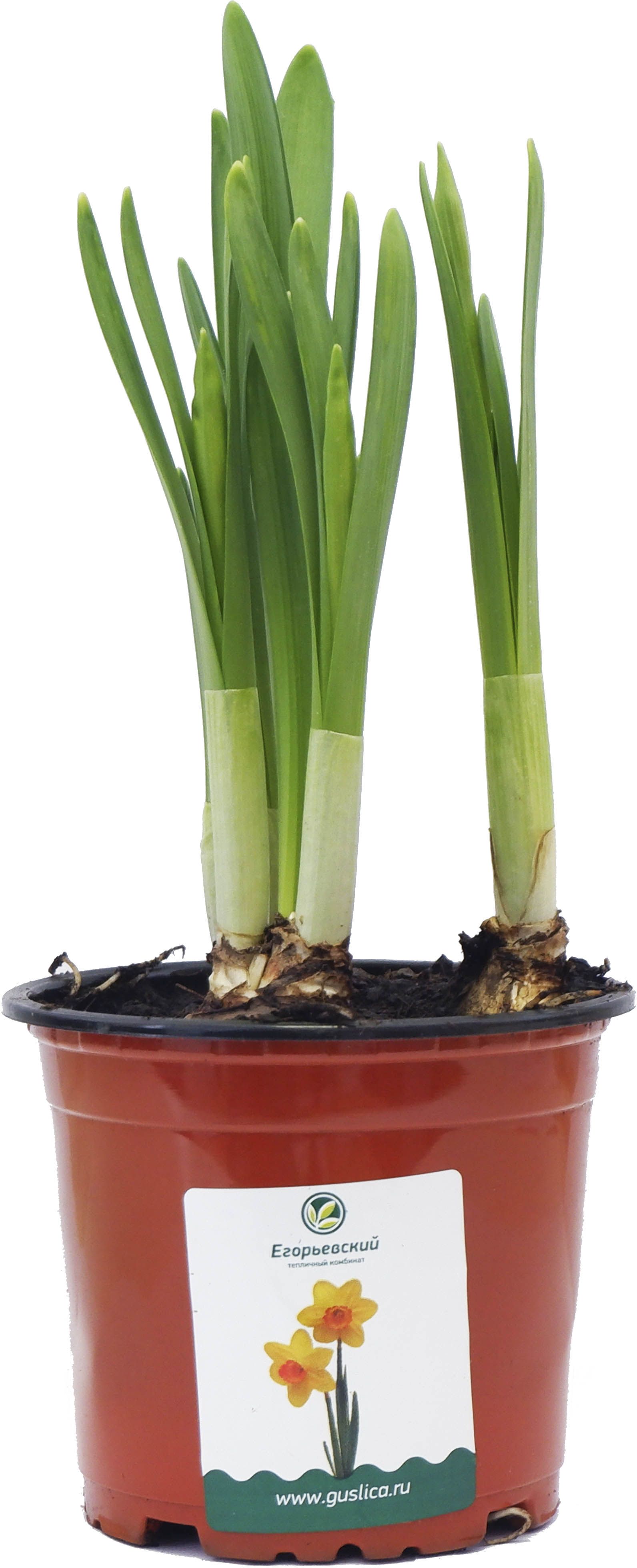Изображение товара Растение Нарцисс ТЕТ А ТЕТ 3 луковицы D10 Н20 - декоративное растение