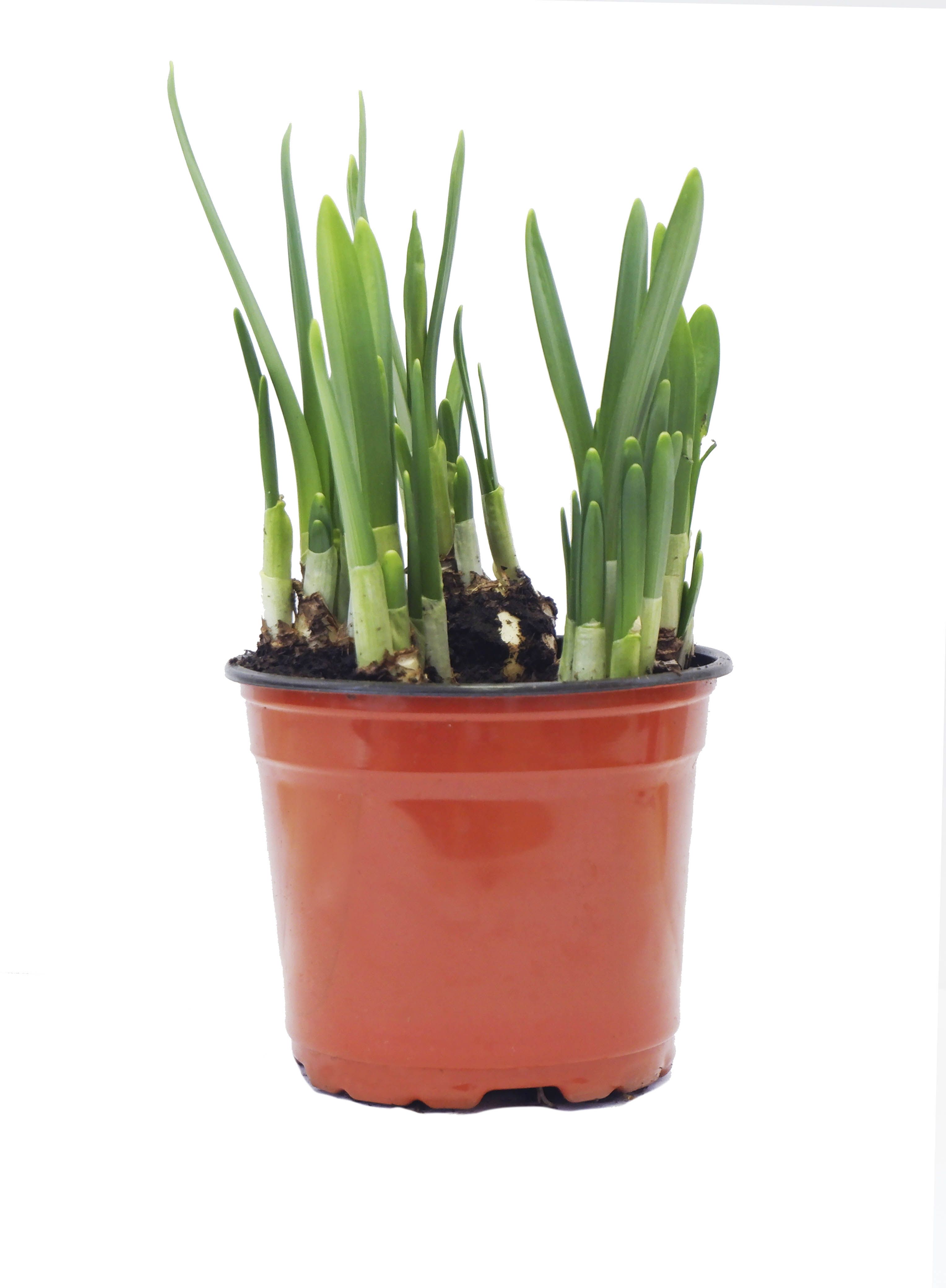 Изображение товара Растение Нарцисс ТЕТ А ТЕТ 5 луковиц D12 Н25 для сада и дома