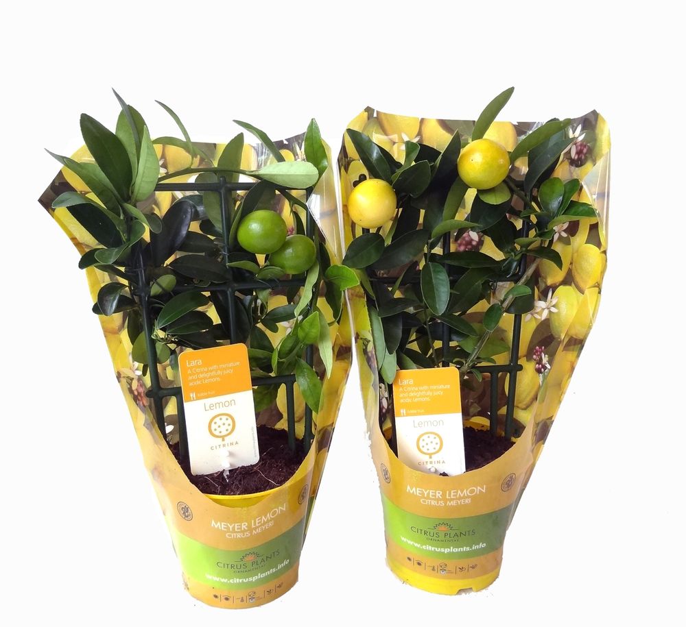 Изображение товара Растение Лаймкват H35