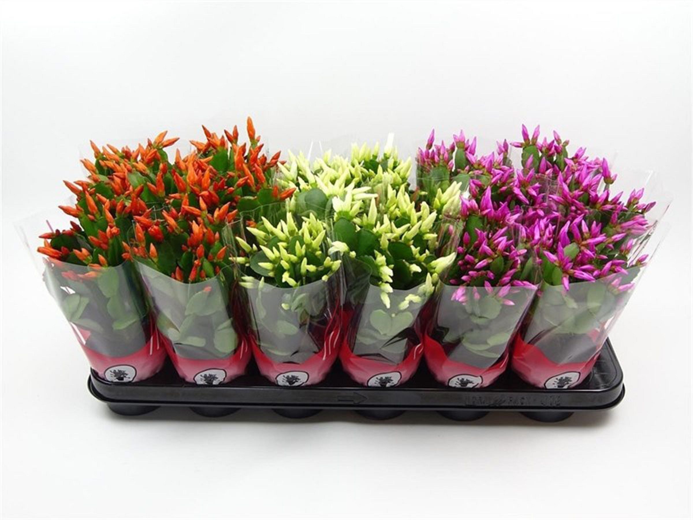 Изображение товара Растение Рипсалидопсис микс в горшке D9 см H15 см