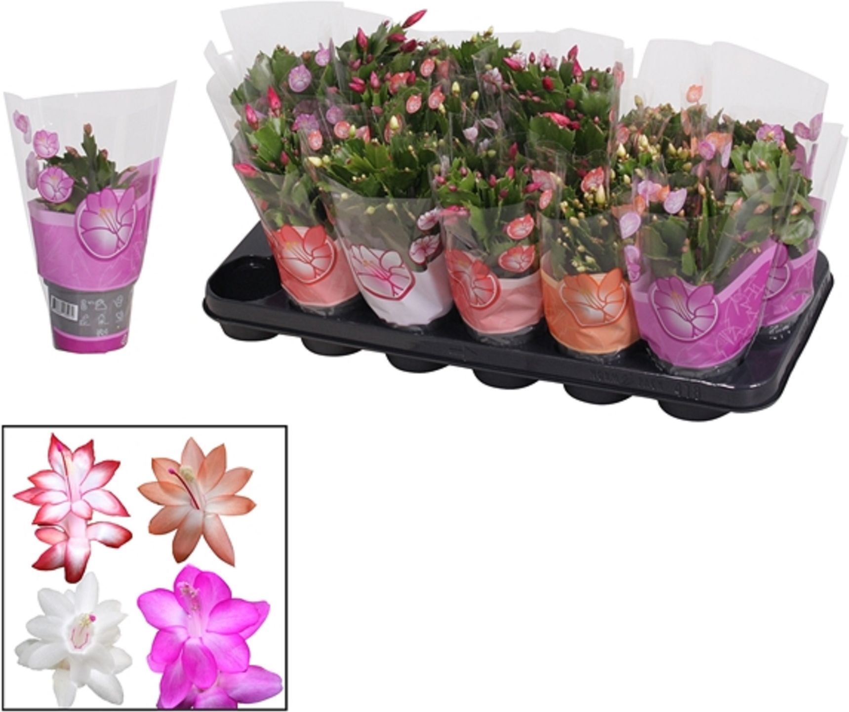 Изображение товара Растение Шлюмбергера микс D9 см H20 см декоративное комнатное растение