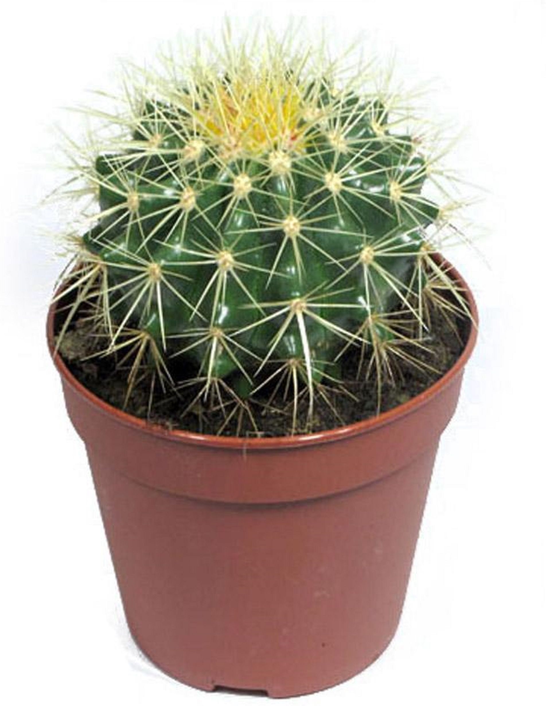 Изображение товара Декоративное растение Эхино Кактус в горшке D12 H20