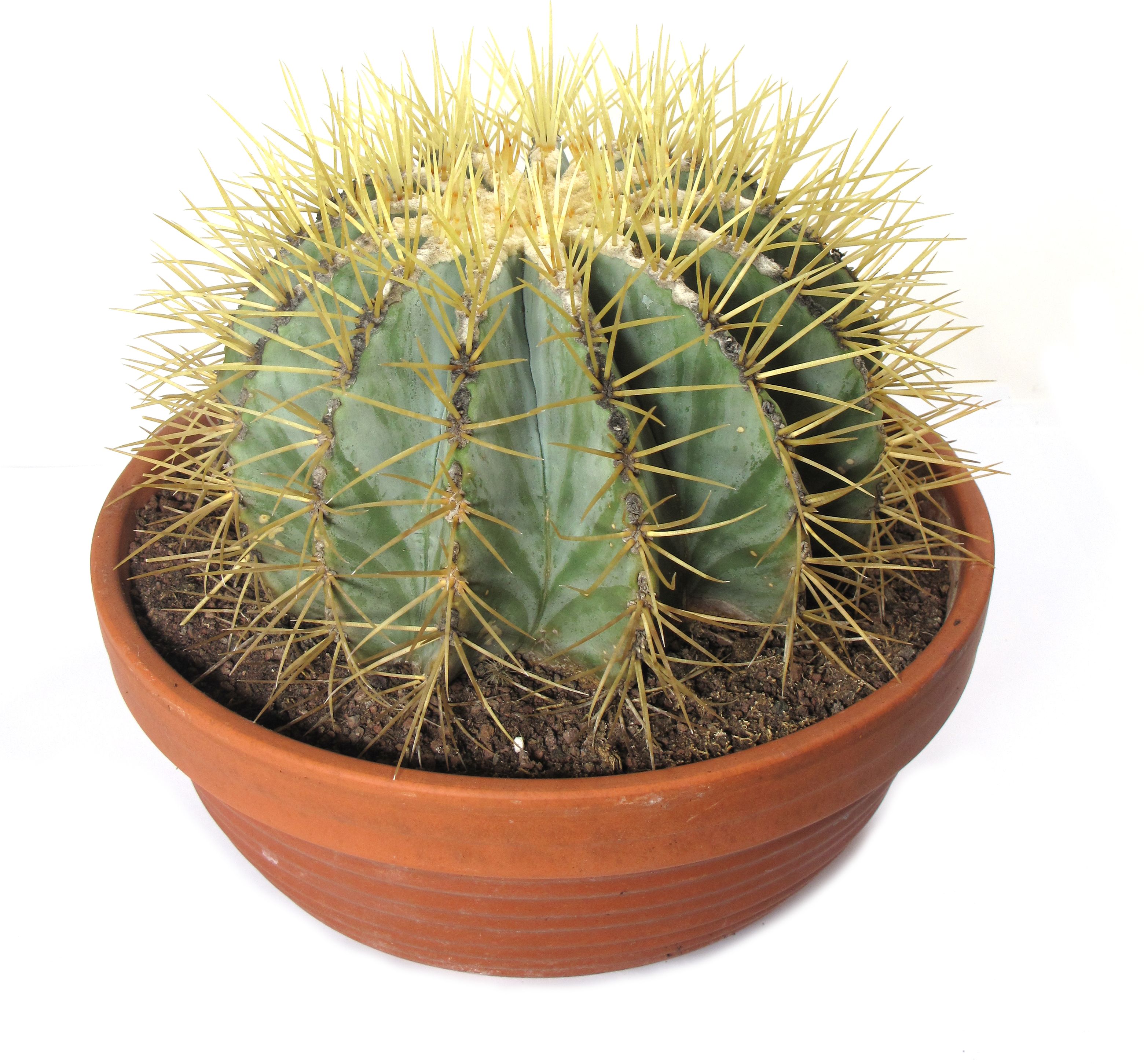 Изображение товара Эхино кактус грузони D24 H25 - комнатное растение для дома и офиса