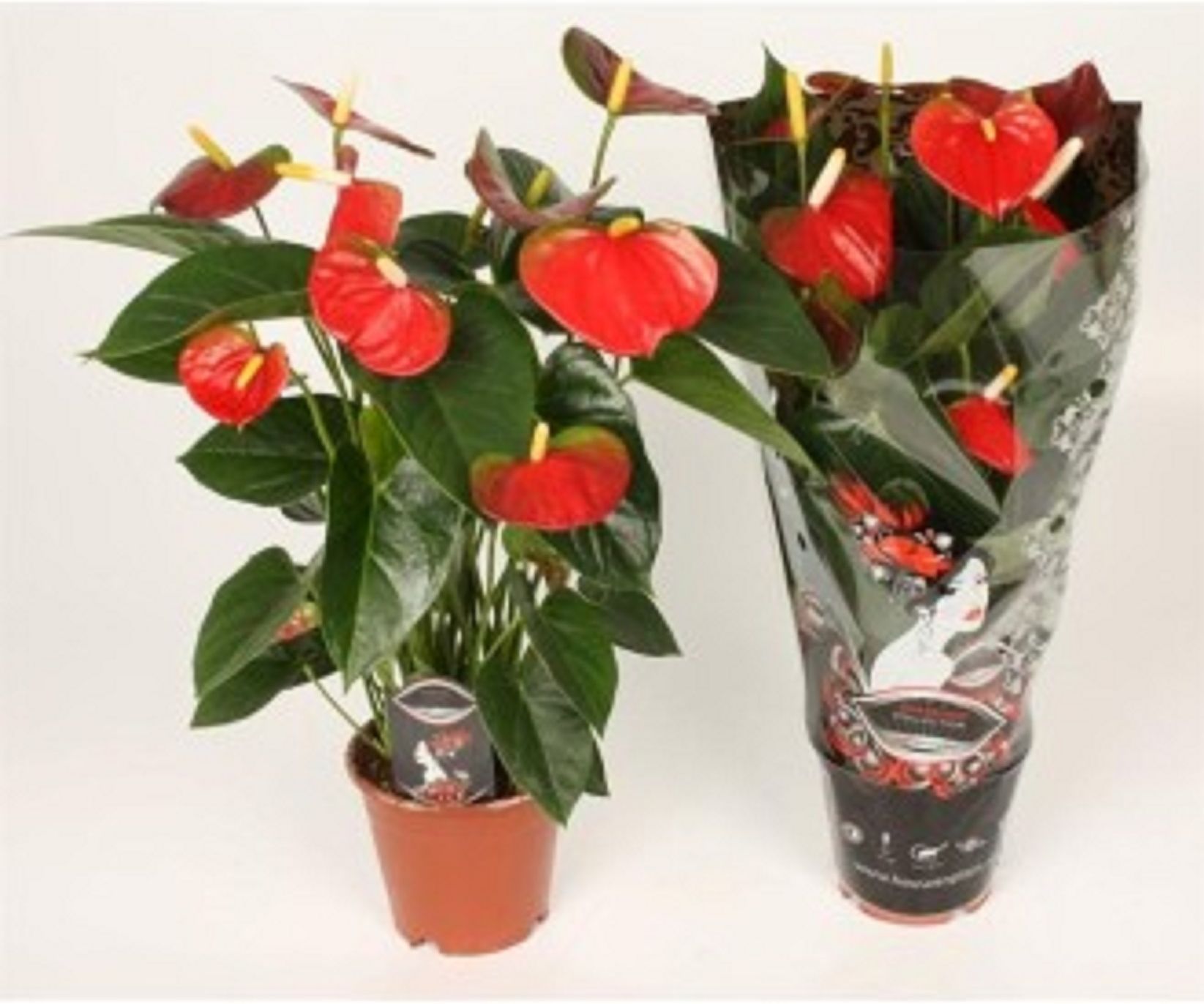 Изображение товара Декоративное растение Антуриум ред чемпион D20 H45 для интерьера