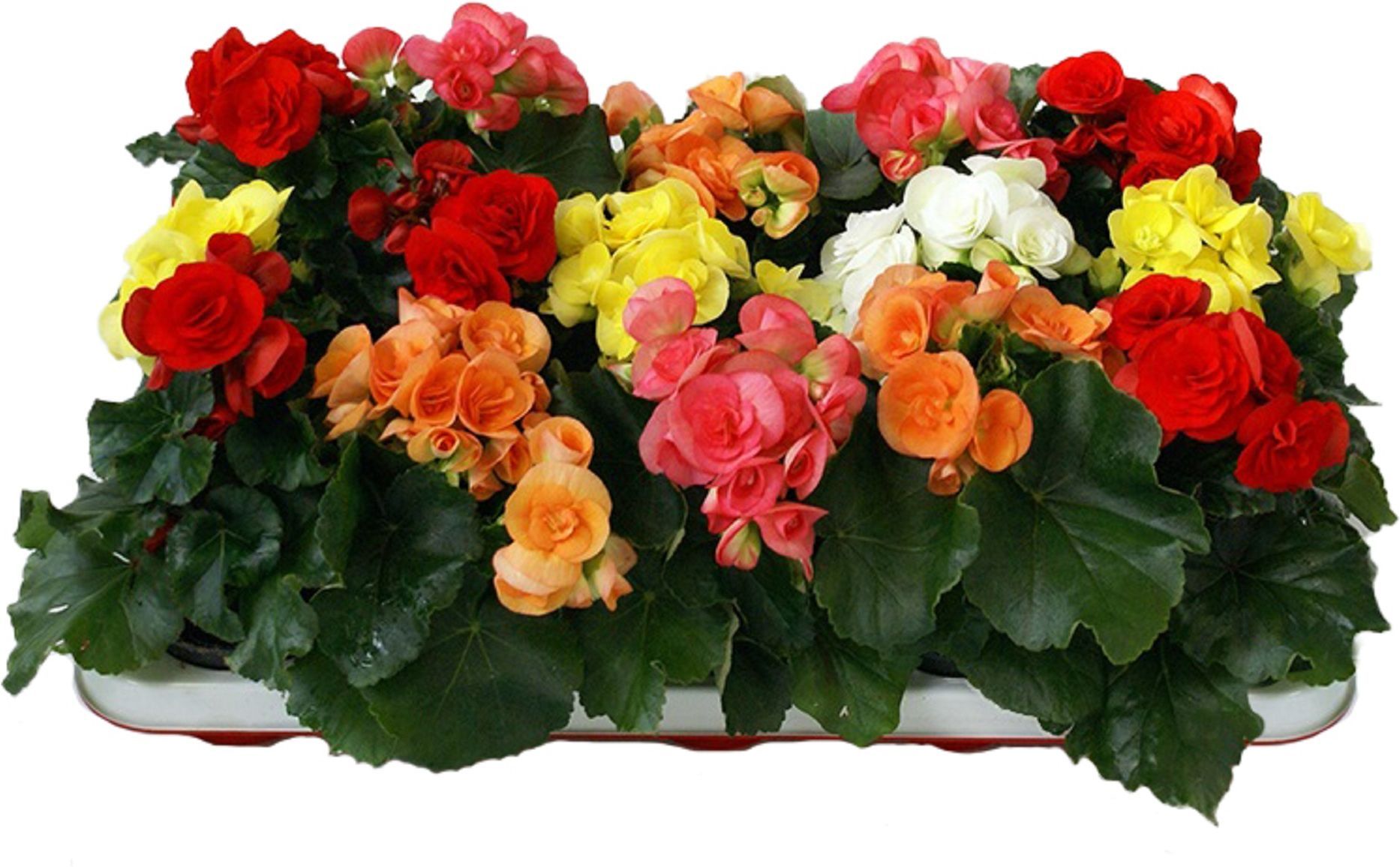 Изображение товара Растение бегония махровая микс в горшке D9 H25 см