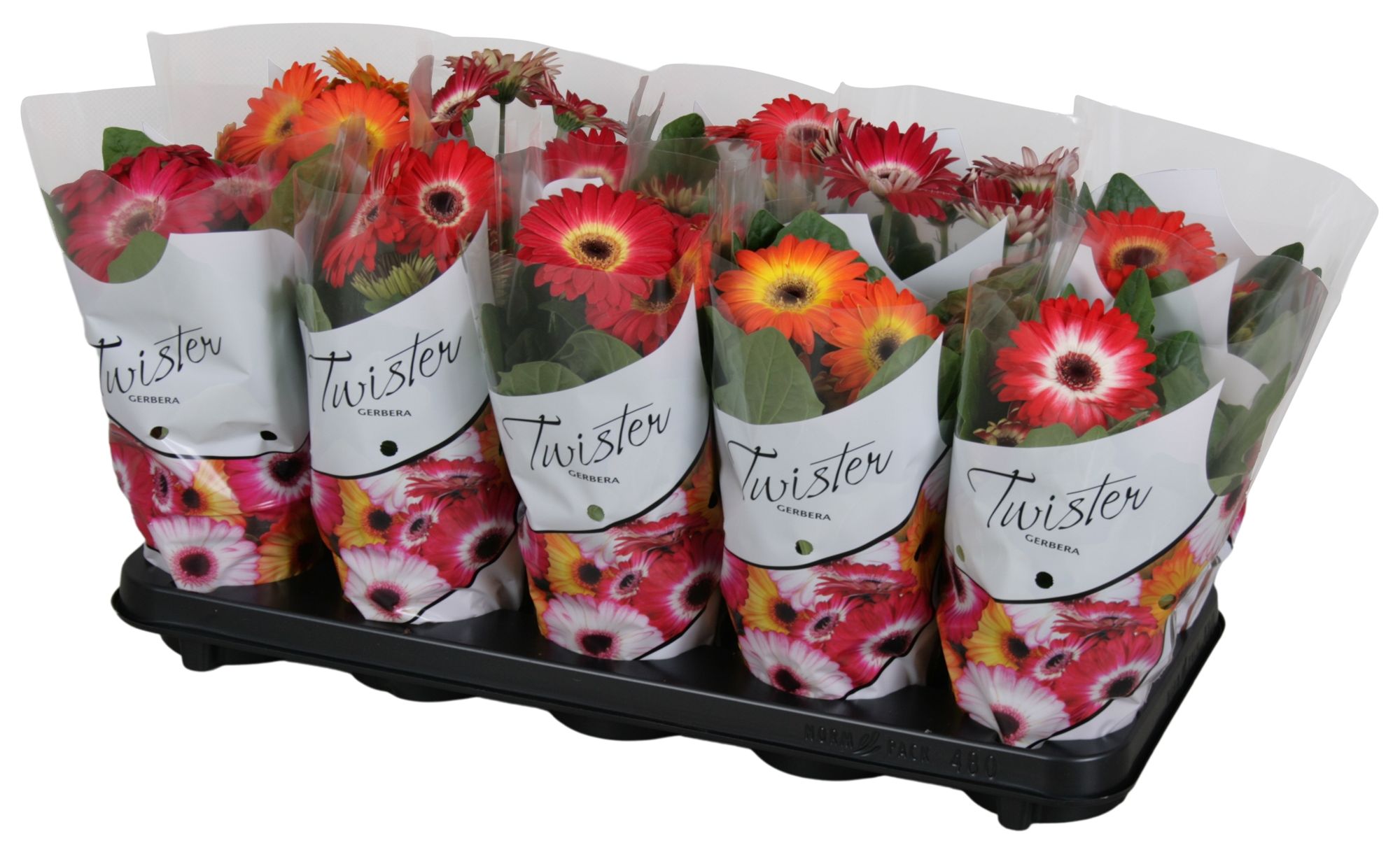 Изображение товара Растение Гербера Твистер D12 H25 - декоративное цветущее растение для дома и сада