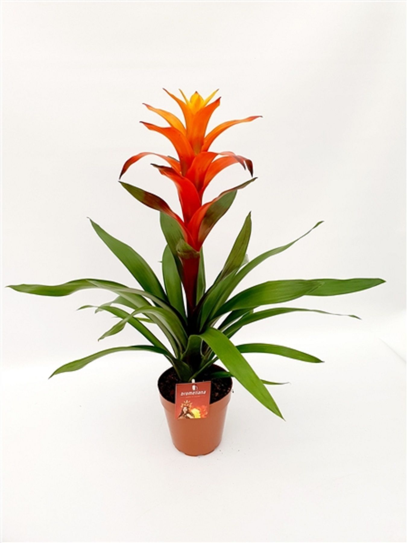 Изображение товара Растение Гузмания хильда D13 H60 декоративное цветущее