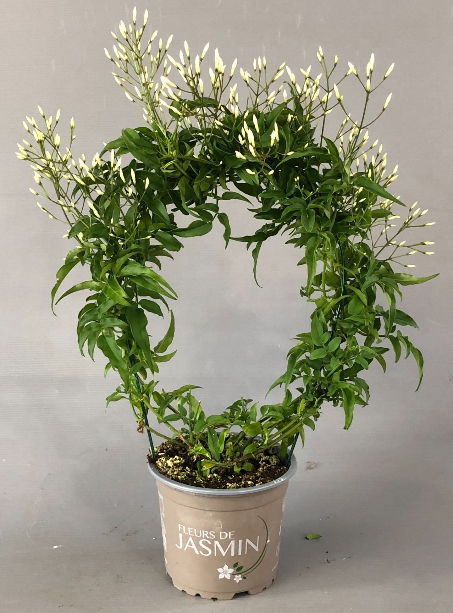 Изображение товара Растение Жасмин Полиантум D12 H30 - декоративное лиственное растение для сада и дома